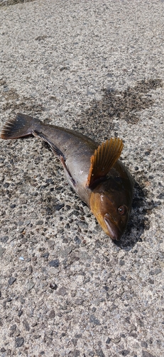 アイナメの釣果