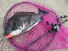 チヌの釣果