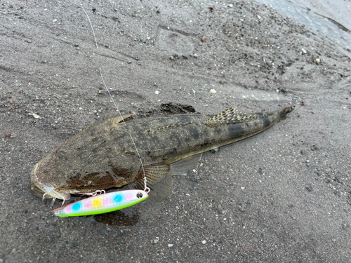 マゴチの釣果