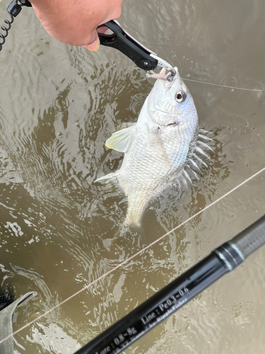 キビレの釣果