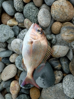 チャリコの釣果