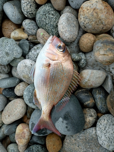 チャリコの釣果