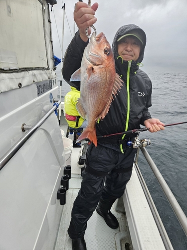 マダイの釣果