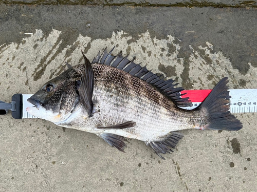 チヌの釣果