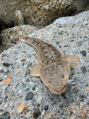 マゴチの釣果