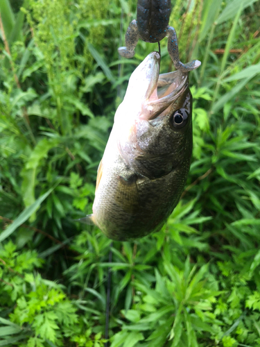 ブラックバスの釣果