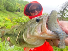 ブラックバスの釣果