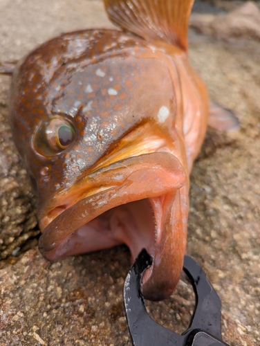 キジハタの釣果