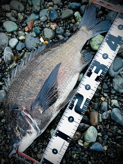 クロダイの釣果