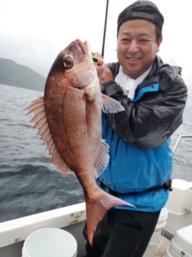 マダイの釣果