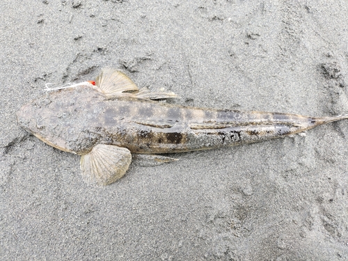 マゴチの釣果