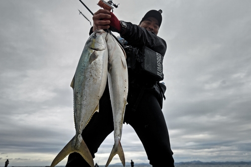 ワラサの釣果