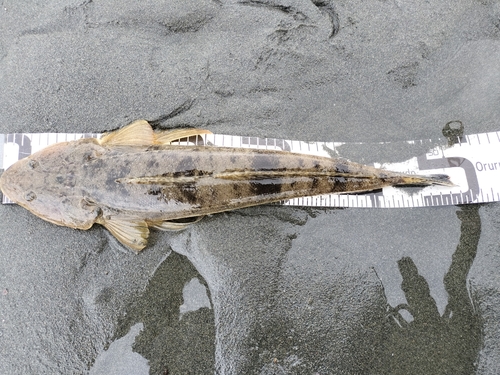 マゴチの釣果