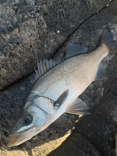 ヒラスズキの釣果