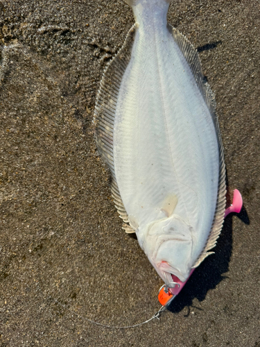 ヒラメの釣果