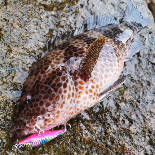 オオモンハタの釣果