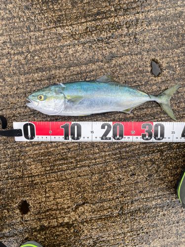 ワカシの釣果