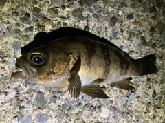 メバルの釣果