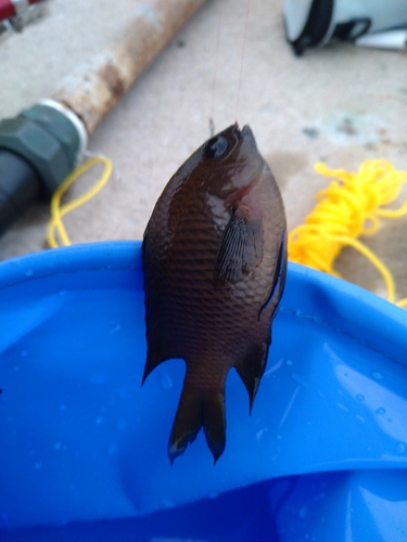 スズメダイの釣果