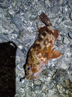 カサゴの釣果