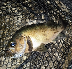 アカメバルの釣果