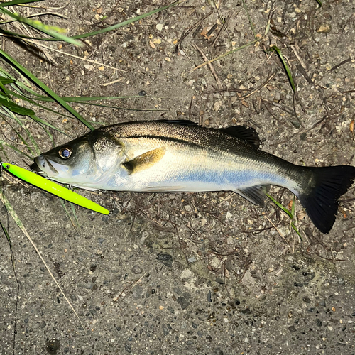 シーバスの釣果