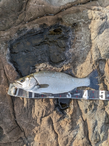 ヒラスズキの釣果