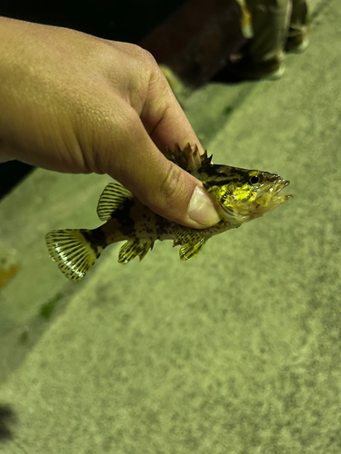 シロメバルの釣果