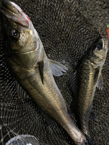 シーバスの釣果