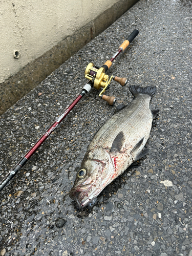 ヒラスズキの釣果