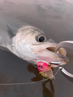 フッコ（マルスズキ）の釣果