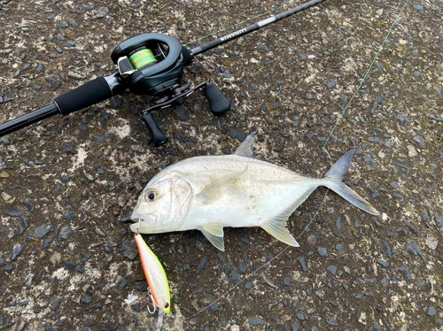 ギンガメアジの釣果