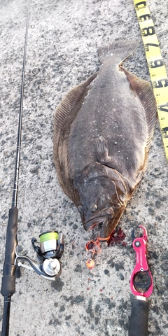 ヒラメの釣果