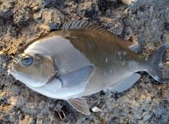 オナガグレの釣果