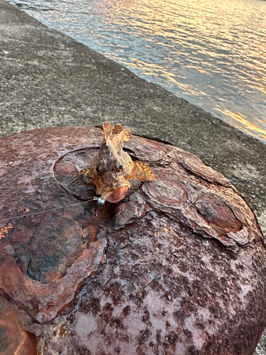 ミナミハタンポの釣果