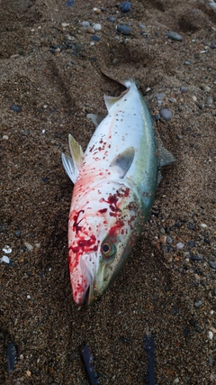 ワラサの釣果