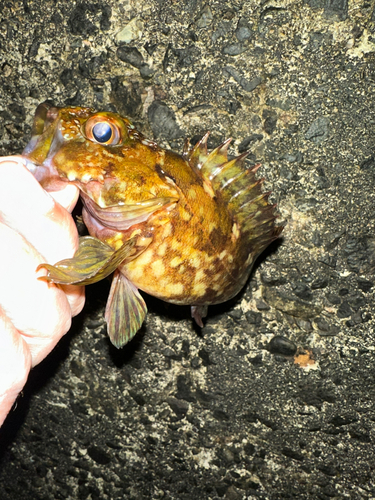 ガシラの釣果