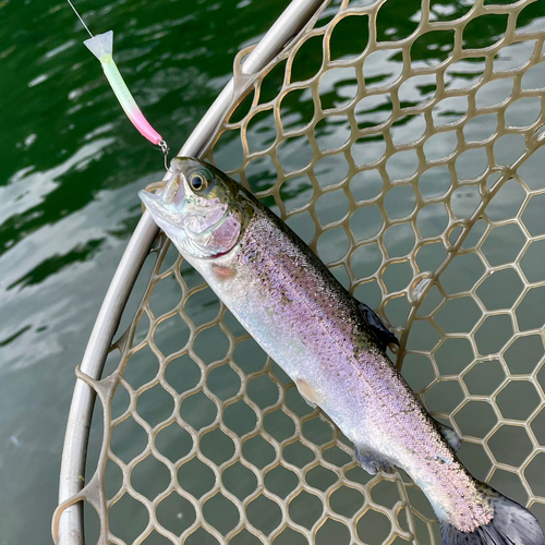 ニジマスの釣果