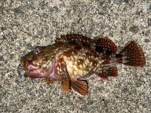 カサゴの釣果