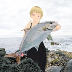 ヒレナガカンパチの釣果