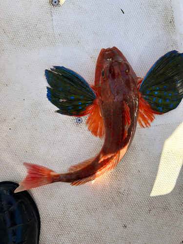 ホウボウの釣果