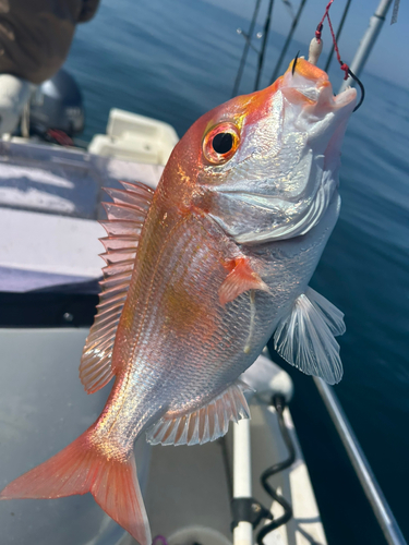 レンコダイの釣果