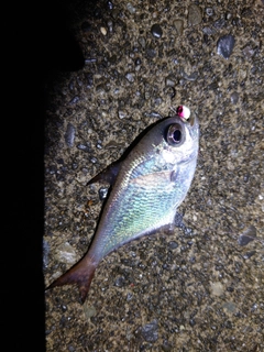 ミナミハタンポの釣果