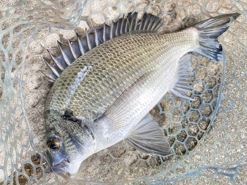 ミナミクロダイの釣果