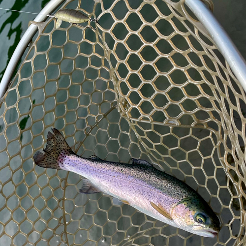 ニジマスの釣果