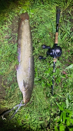 マナマズの釣果