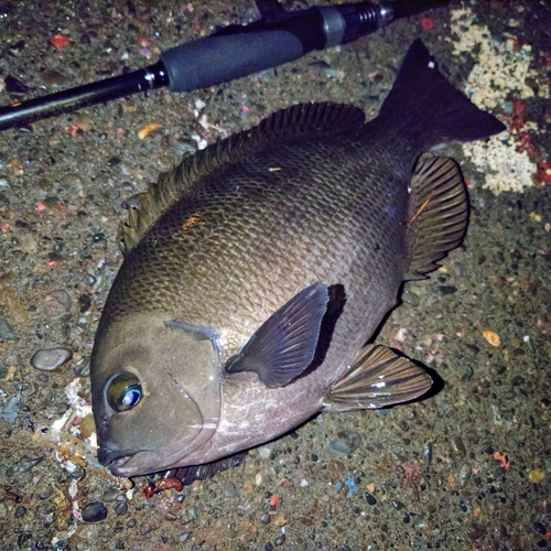 メジナの釣果