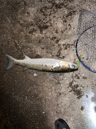 ボラの釣果