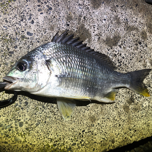 キビレの釣果