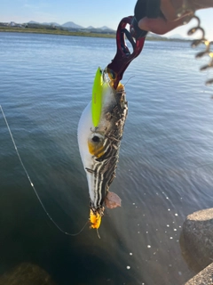 シマフグの釣果